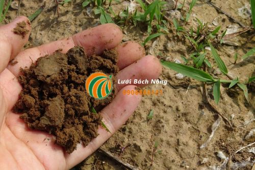 Kết cấu của đất trồng