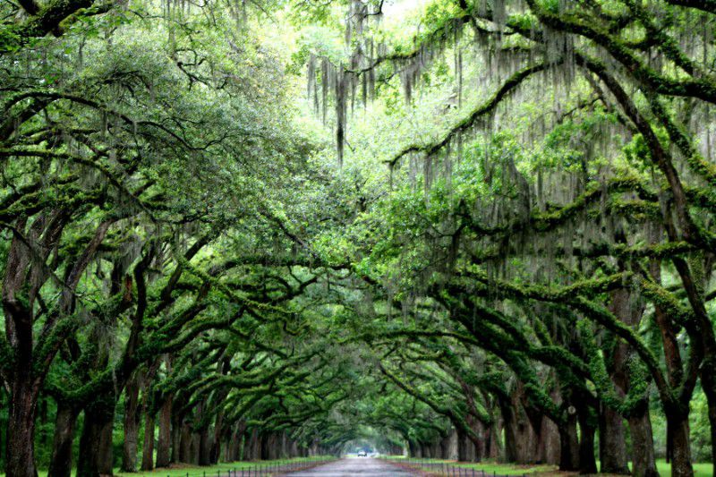 Wormsloe Historic Site in Savannah Georgia famous tree tunnel