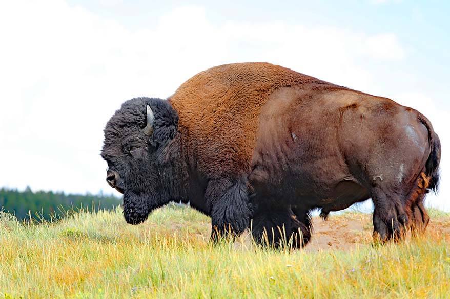 Yellowstone bison