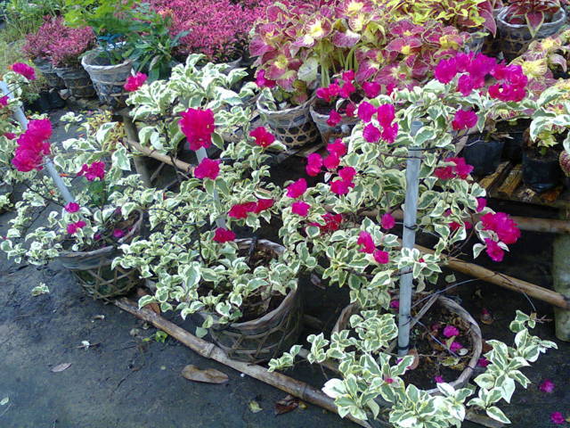 cây hoa giấy cẩm thạch 1