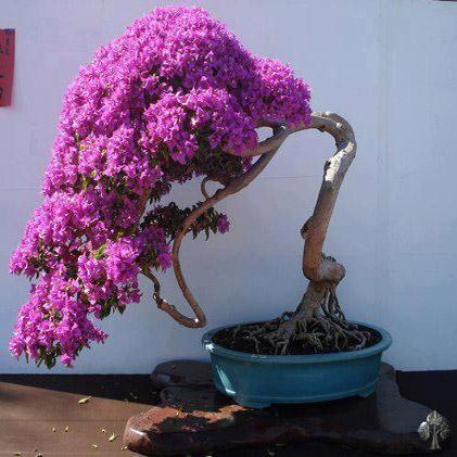 cây hoa giấy hình thác đổ 3